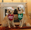 Merry Christmas Dog Bandana Scarves