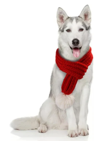 Knit Holiday Teddy Scarf for Dogs (Color2: Green, size: Small)