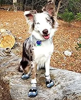 Breathable All Weather Dog Shoes