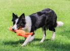 Interactive Rope Chew Toy for Dogs