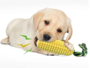 Interactive Rubber Chewing Toys for Dogs