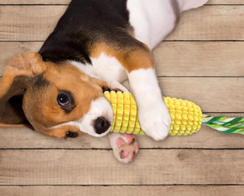 Interactive Rubber Chewing Toys for Dogs (Color2: Yellow)