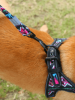 Easy Step-in Harness/Sling and Leash Set