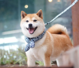 Japanese Scarf Style Dog Collar