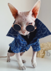 Bling and Denim Jacket Hairless Cat or Dogs