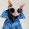 Bling and Denim Jacket Hairless Cat or Dogs