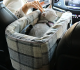 Center Console Safety Seat for Small Dogs or Cats