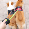 Double Retractable Dog Leashes in 1 Handle