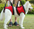 Elderly Dog Assist Belt