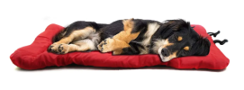 Roll Up Compact Travel and Camping Bed for Dogs