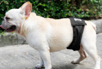 Male Dog Restraint Belt and Training Pant