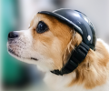 Motorcycle Safety Helmet and Goggles for Dogs