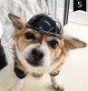 Motorcycle Safety Helmet and Goggles for Dogs