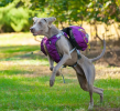 Fur Baby Backpack & Harness