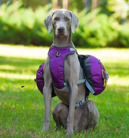 Fur Baby Backpack & Harness (Color2: Purple, size: Medium)