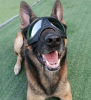 German Shepherd Goggles