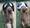 German Shepherd Goggles